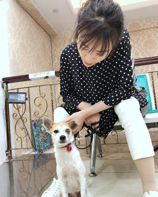 张静初片场初救助流浪狗 网友大赞人美心善