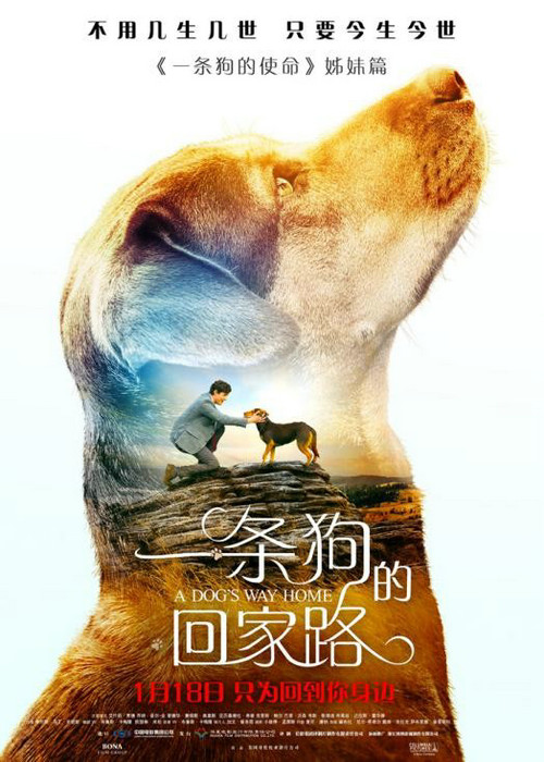 《一条狗的回家路》发起“带你回家”公益活动 众星鼎力严冬送暖